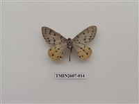 藏品(尺蛾123)的圖片